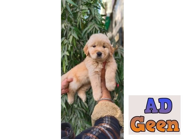 used Show Quality Golden Rativer Pupies Avalible for sale 